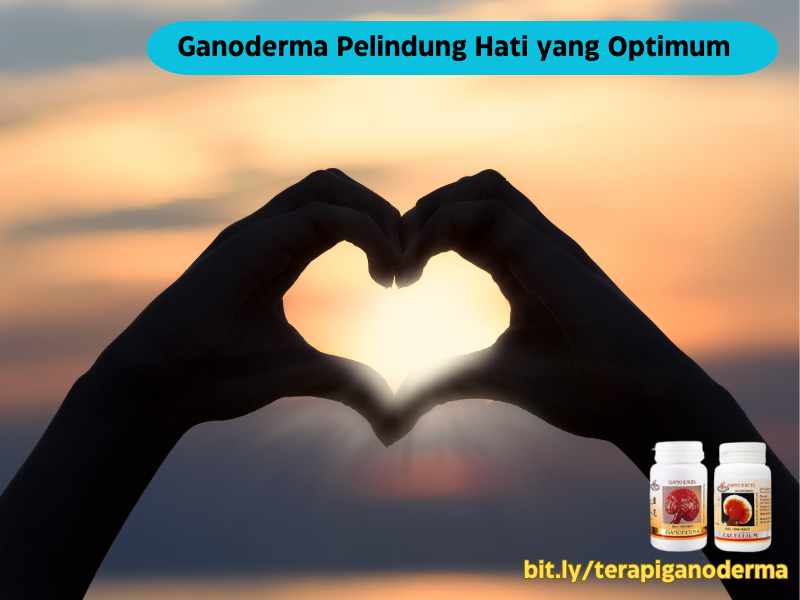 ganoderma-sebagai-pelindung-hati